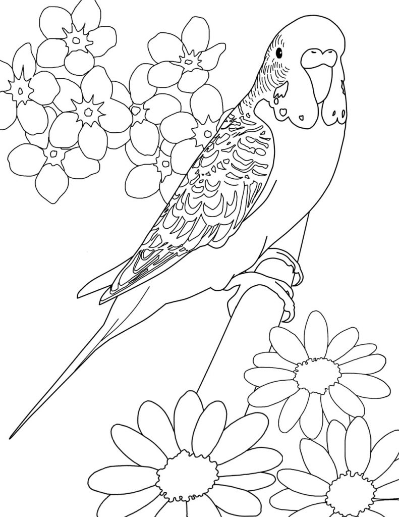 791x1024 New Parakeet Coloring Pages Design Printable Coloring Sheet