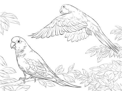 480x360 Two Quaker Parrots Coloring Pages Birds Coloring
