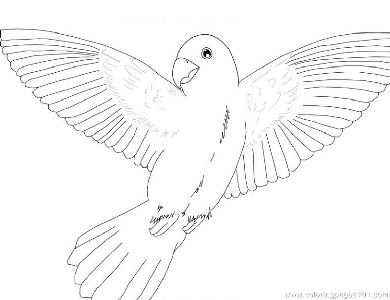 768x591 Coloring Pages Birds Flying Fresh Parakeet Pictures Of Drawn Bird