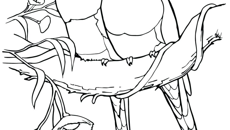 960x544 Coloring Pages Of Parrots Coloring Pages Of Birds Flying Coloring