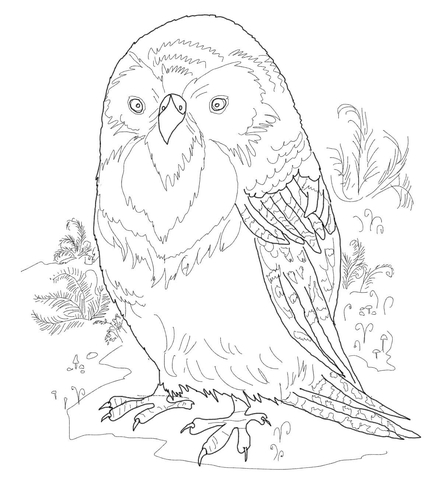 442x480 Kakapo Parrot Bird Coloring Page