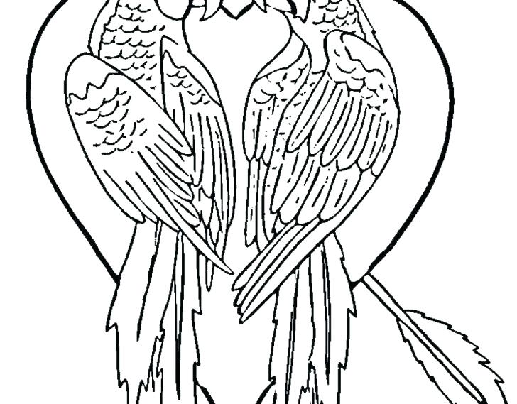 728x569 Parrot Coloring Pages Birds Coloring Pictures Parrot Coloring