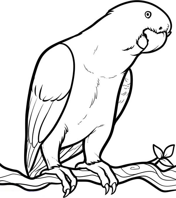 600x675 Parrot Looking For Food Coloring Page