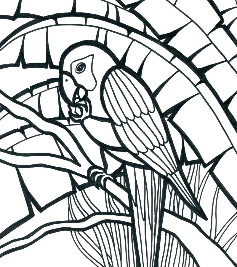 800x900 Printable Coloring Pages Of Animals Coloring Pages Of Books Parrot