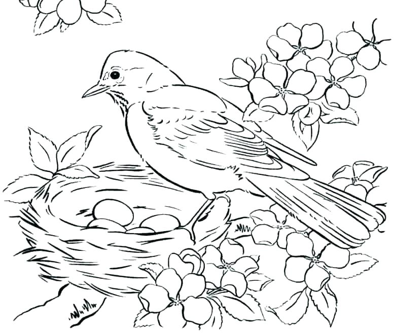 777x657 Shrewd Pictures Of Parrots To Color Bird Coloring Page With Free