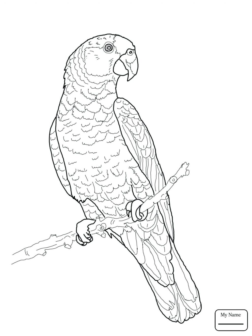 1024x1365 Coloring Pages Parrot Coloring Page Birds Parrots Flying Red