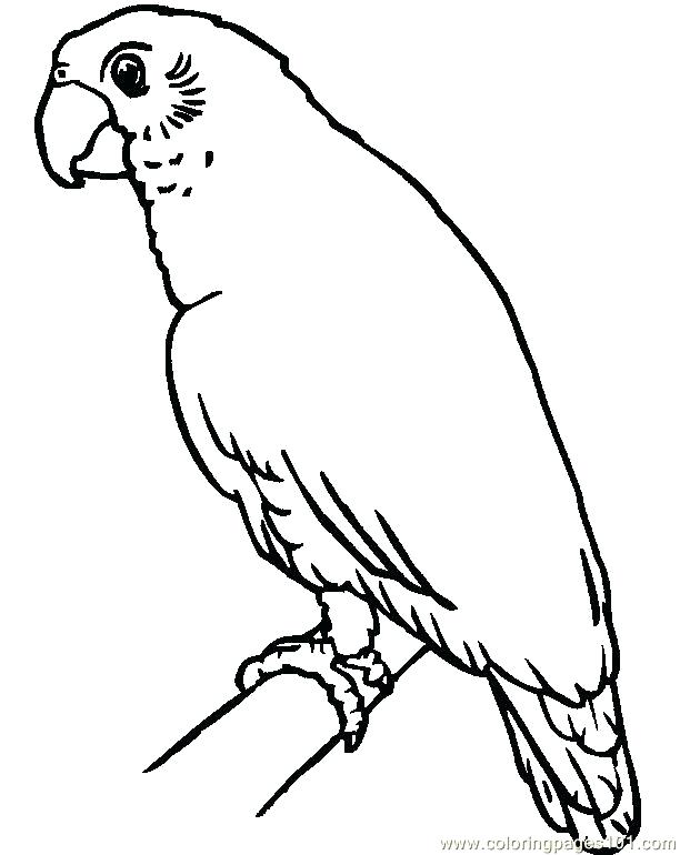 612x770 Parrot Coloring Sheet Parrot Coloring Page Parrot Colouring Pages