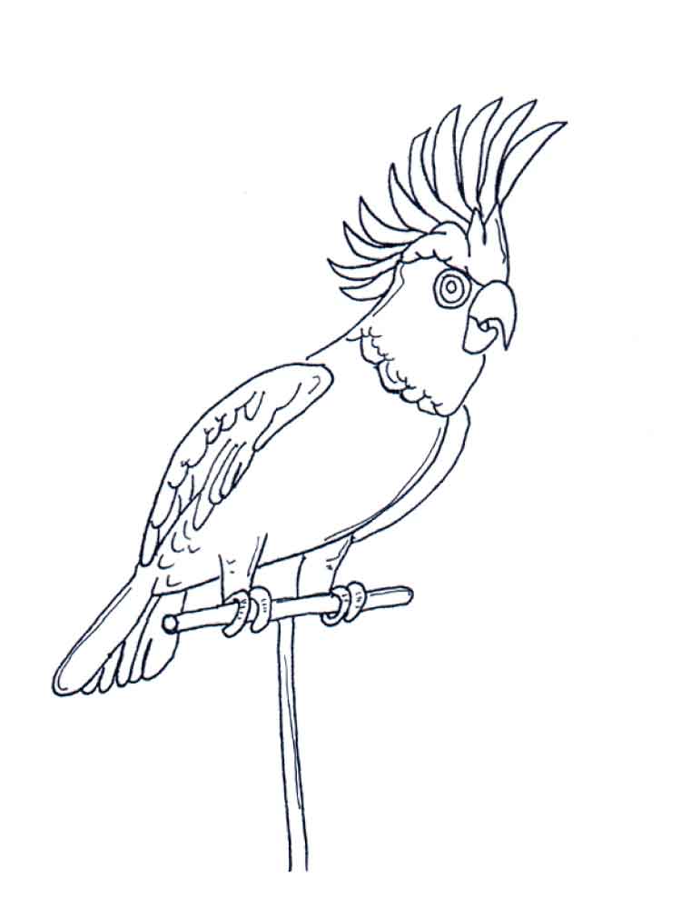 750x1000 Parrot Coloring Pages Download And Print Parrot Coloring Pages