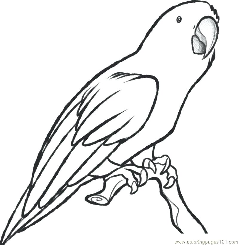800x821 Parrots Coloring Pages Parrot Coloring Page Parrots Colouring
