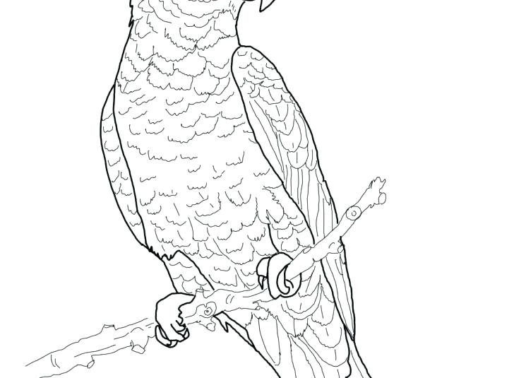 728x535 Printable Coloring Book Images Printable Coloring Parrot Coloring