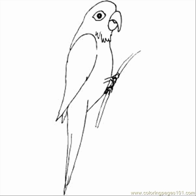 650x650 Free Printable Parrot Coloring Pages Collection Coloring