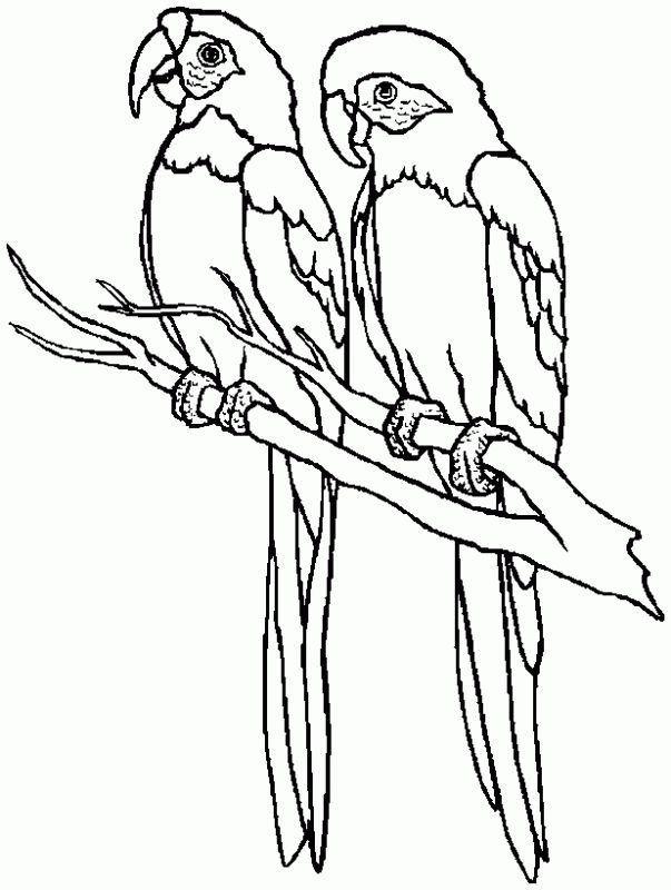 603x800 Free Parrot Coloring Pages Animal Coloring Pages