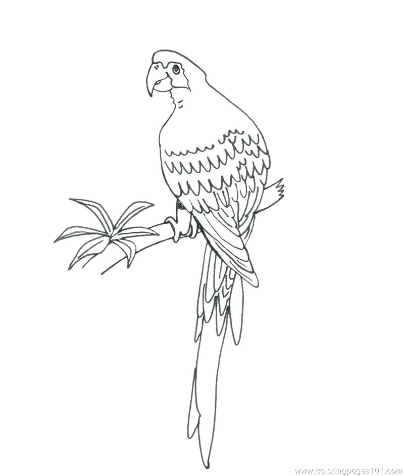 800x942 Parakeet Coloring Pages Parrot Coloring Pages Parrot Coloring Page