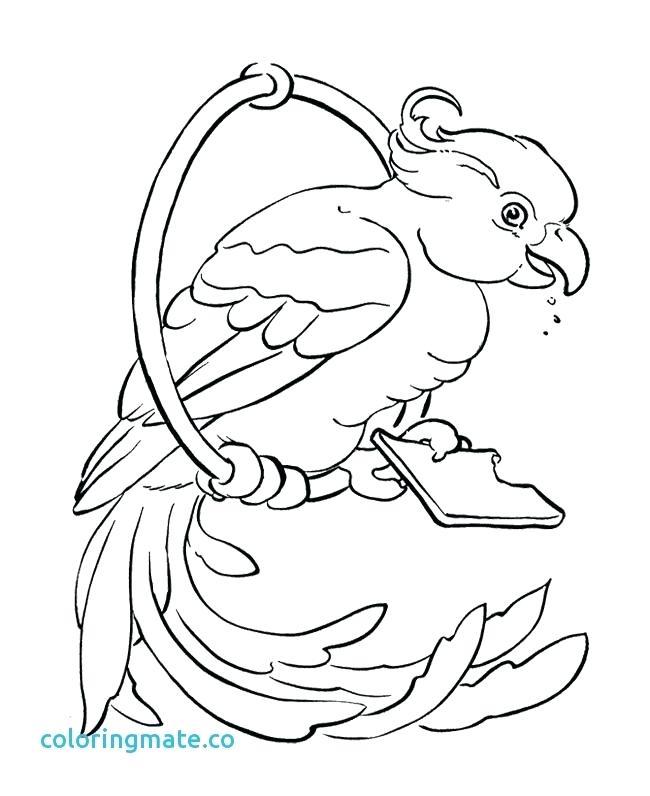 650x796 Parrot Coloring Pages Parrot Outline Coloring Pages Of Parrot