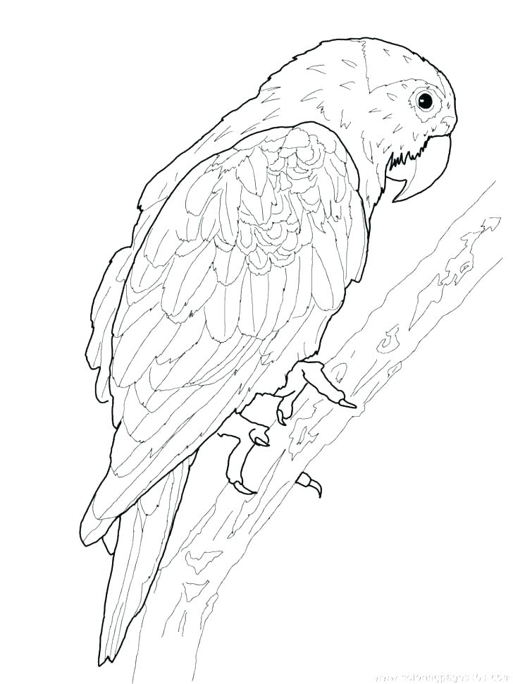 728x970 Parrot Coloring Pictures Drawn Parrot Coloring Page Free Disney
