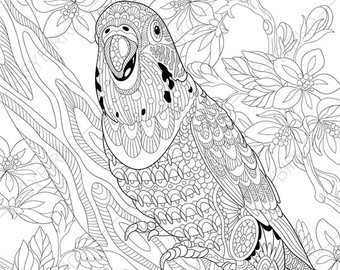 340x270 Parrot Colouring Etsy