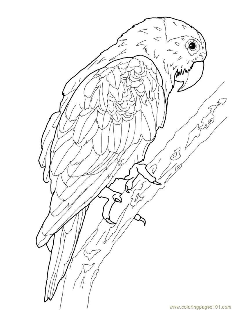 800x1066 Printable Parrot Coloring Pages Coloring Pages Oh What Fun