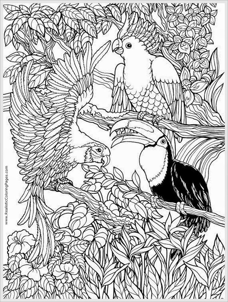790x1046 New Pictures Of Parrot Coloring Pages Oil Paintings
