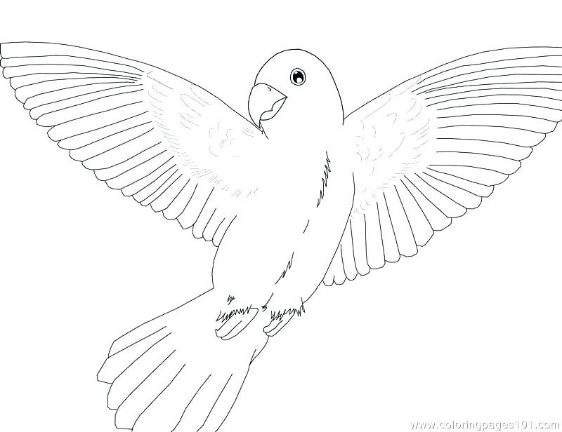 800x616 Top Parrot Coloring Page Print Coloring Pages Top T Coloring Page