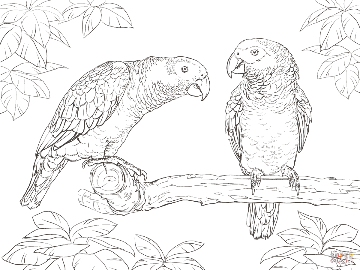 1200x900 Two African Grey Parrots Super Coloring Portrait Quilts