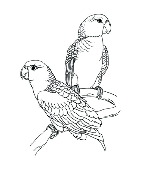 600x715 Adult Coloring Pages Beautiful Parrot Coloring Pages For Kids Free