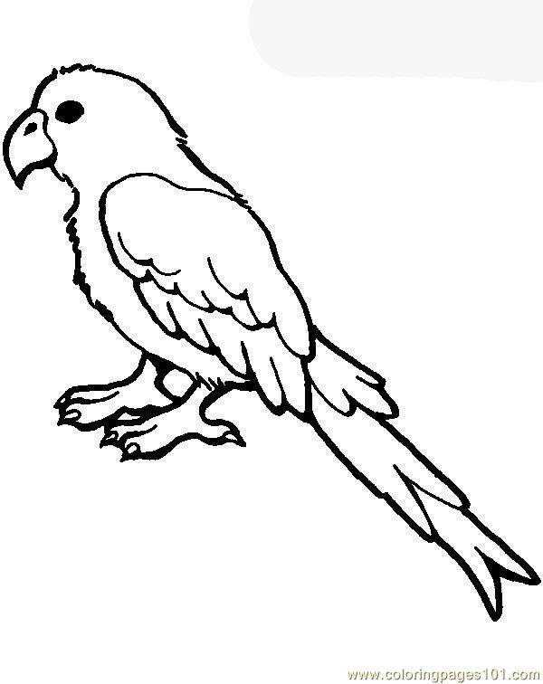 600x756 Parrot Coloring Page