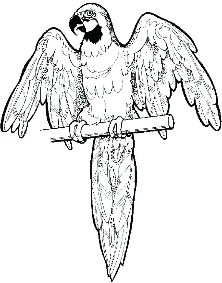 754x960 Parrots Coloring Pages Flying Parrot Coloring Pages Parrot