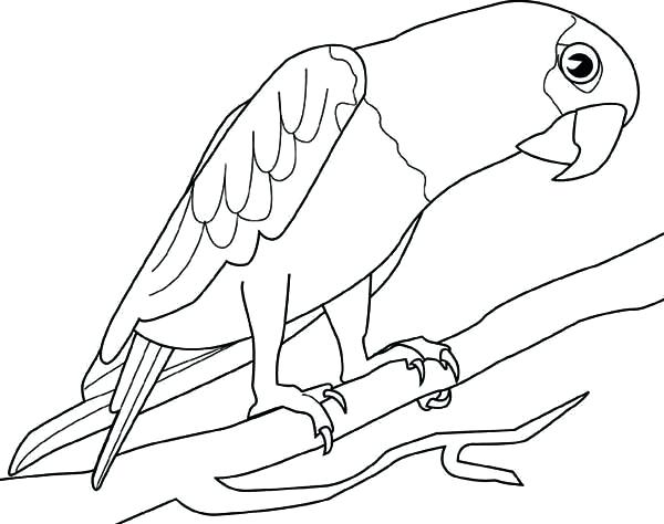 600x474 Parrots Coloring Pages S Parrots Colouring Sheets