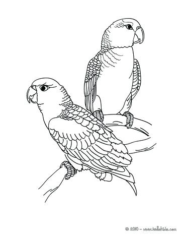 364x470 Scarlet Macaw Coloring Page Coloring Pages Of Parrot Fish Online