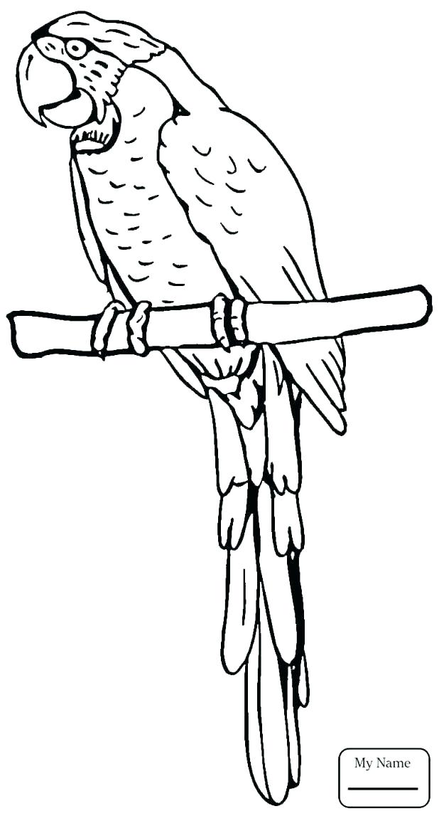 618x1154 Coloring Pages Birds Flying