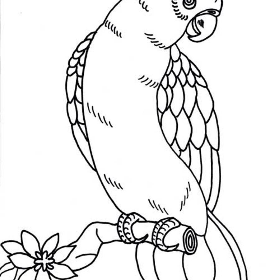 900x900 Download Coloring Pages Parrot Page Printable Me Free Book