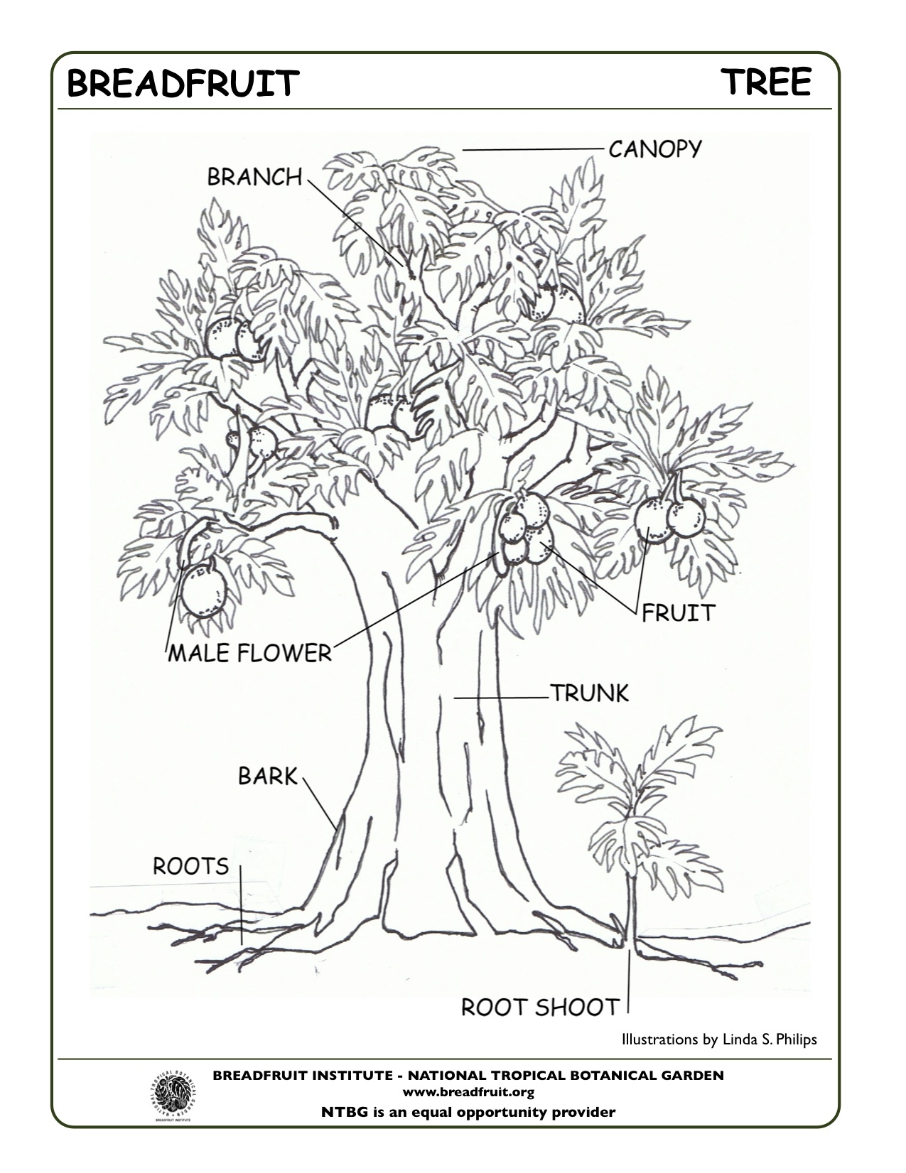 1275x1651 New Tree Parts Coloring Pages Free Coloring Pages Download