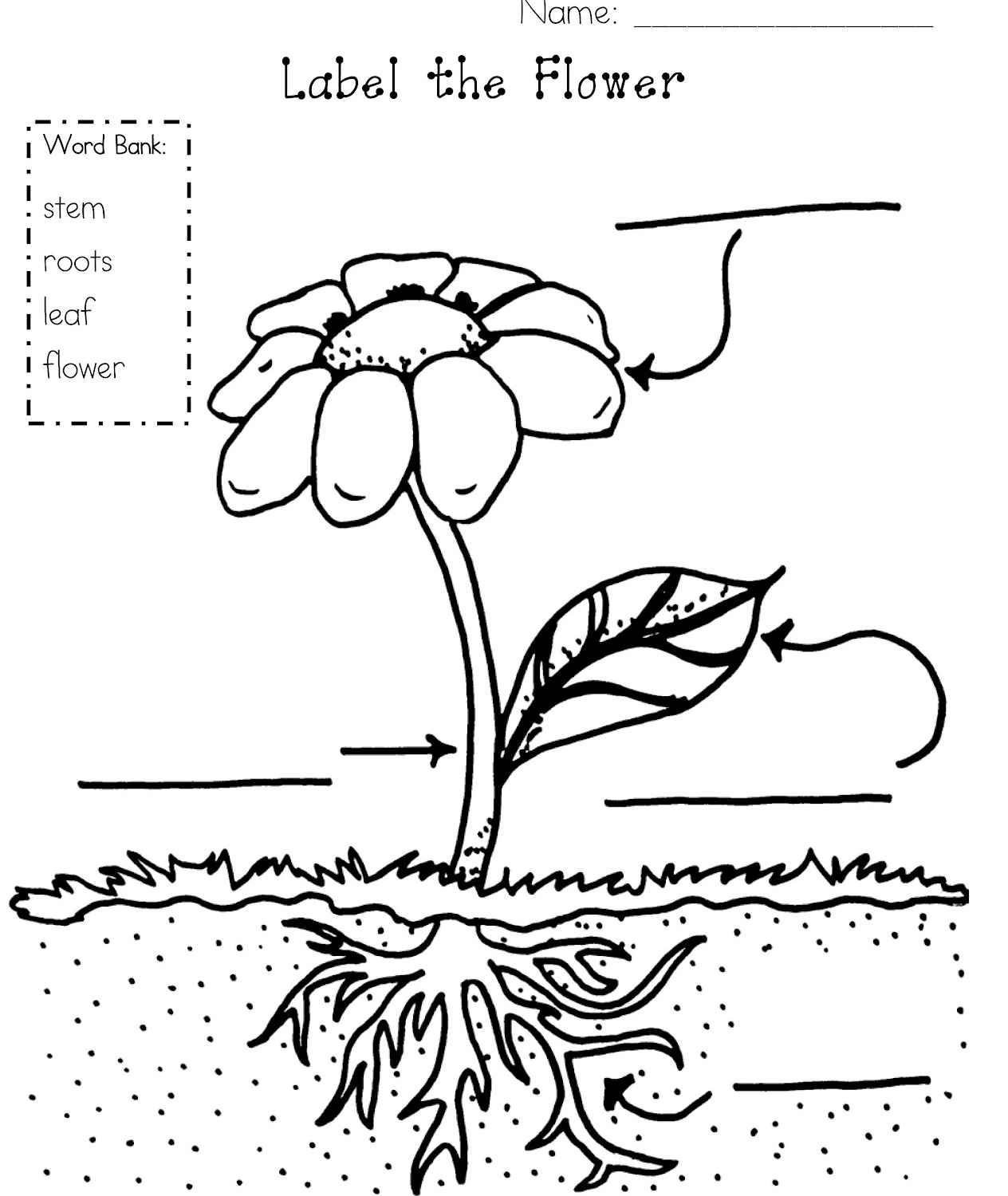 1264x1500 Parts Of A Flower Coloring Page Parts Of A Flower Coloring Page