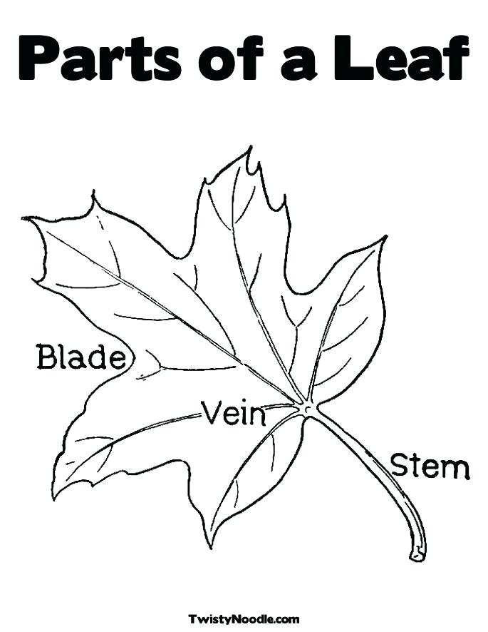 685x886 Parts Of A Plant Coloring Page Parts Of A Leaf Coloring Page