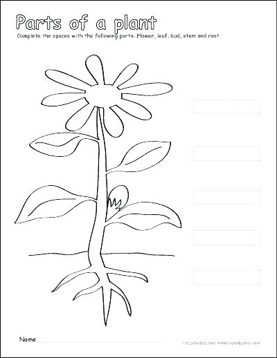 400x518 And Photosynthesis Coloring Page Photosynthesis Coloring Diagram