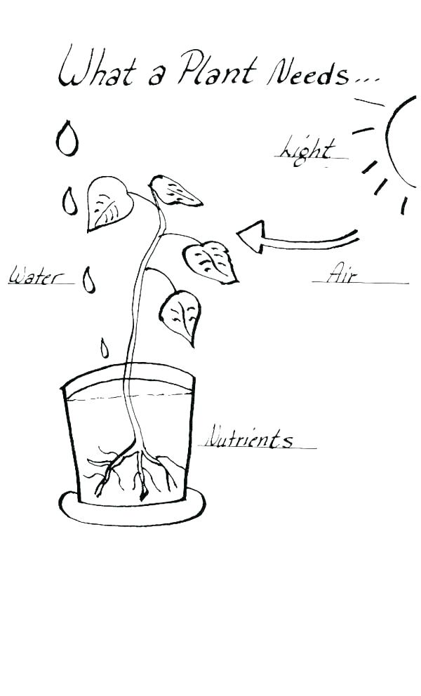 600x992 Parts Plant Coloring Page Plant Coloring Pages Parts