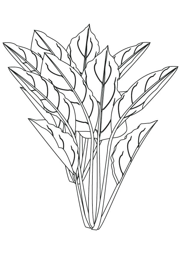 613x860 Spinach Coloring Spinach Coloring Page On Parts Of A Plant