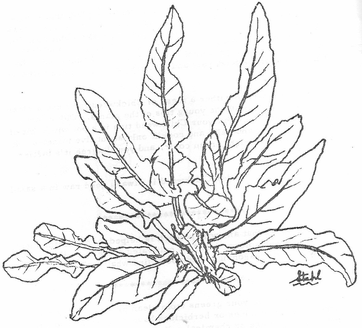 1175x1063 Top Sea Plants Coloring Pages Free Of Parts A Flower Page