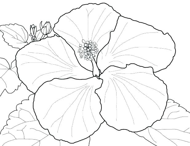 618x477 Parts Of A Flower Coloring Page