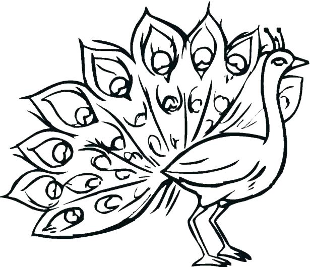615x530 Coloring Peacock Related Post Printable Coloring Pages For Adults