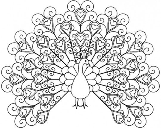 540x431 Peacock Coloring Pages For Adults To Print Printable Coloring