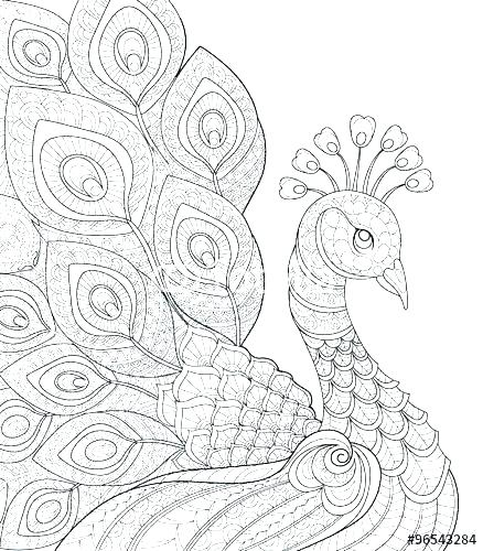 438x500 Peacock Coloring Pages Peacock Coloring Pages For Adults Peacock