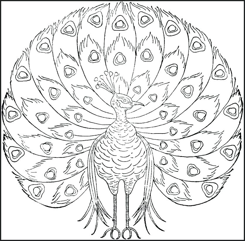 837x825 Peacock Coloring Pages To Print