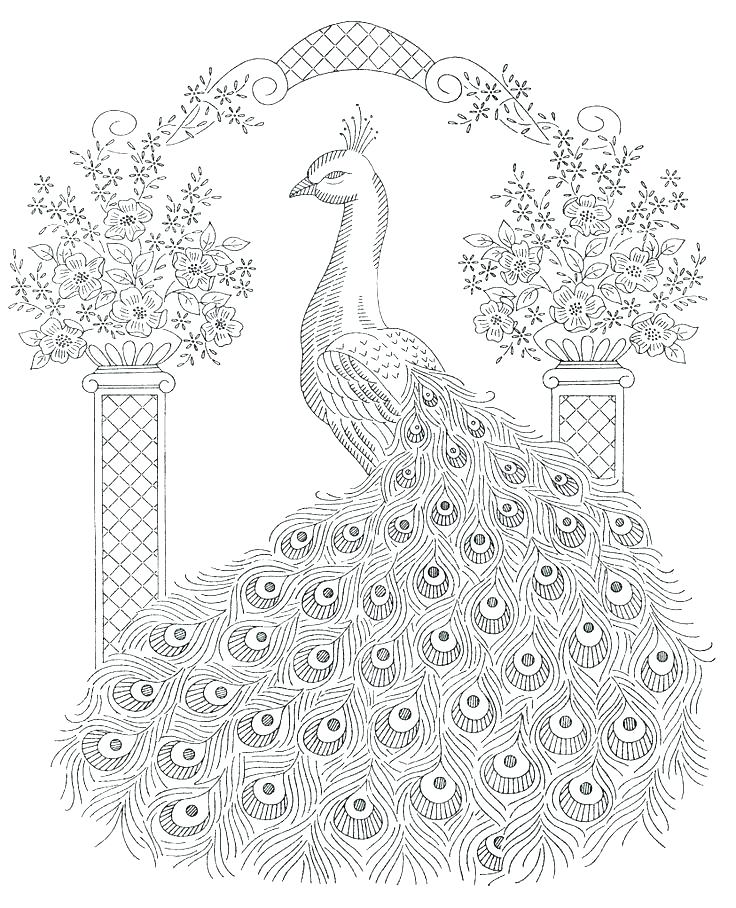736x908 Peacock Coloring Pages