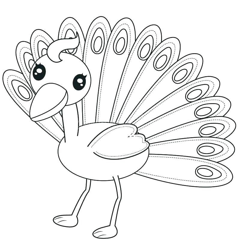 800x806 Peacock Color Pictures Kids Coloring Peacock Coloring Sheet