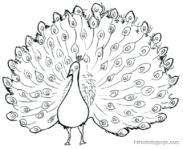 618x505 Pictures Of Peacocks To Color Cartoon Peacock Coloring Pages