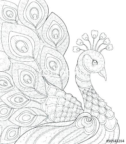 438x500 Coloring Page Peacock