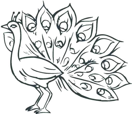 510x440 Final Peacock Coloring Page Pic Free Coloring Pages Lovely Peacock