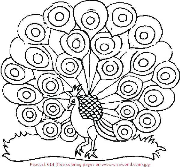 600x559 Peacock Coloring Pages Peacock Coloring Page Peacock Coloring