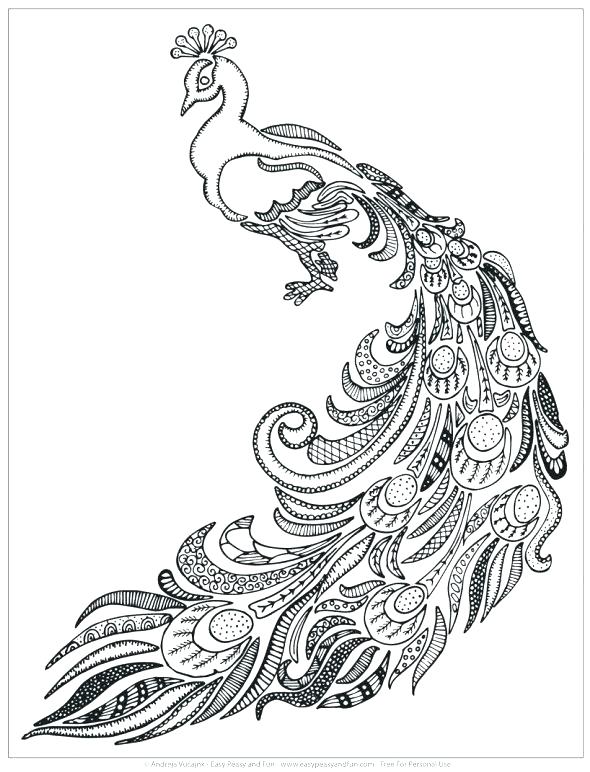 590x772 Peacock Coloring Pages Peacock Coloring Pages For Adults Peacock